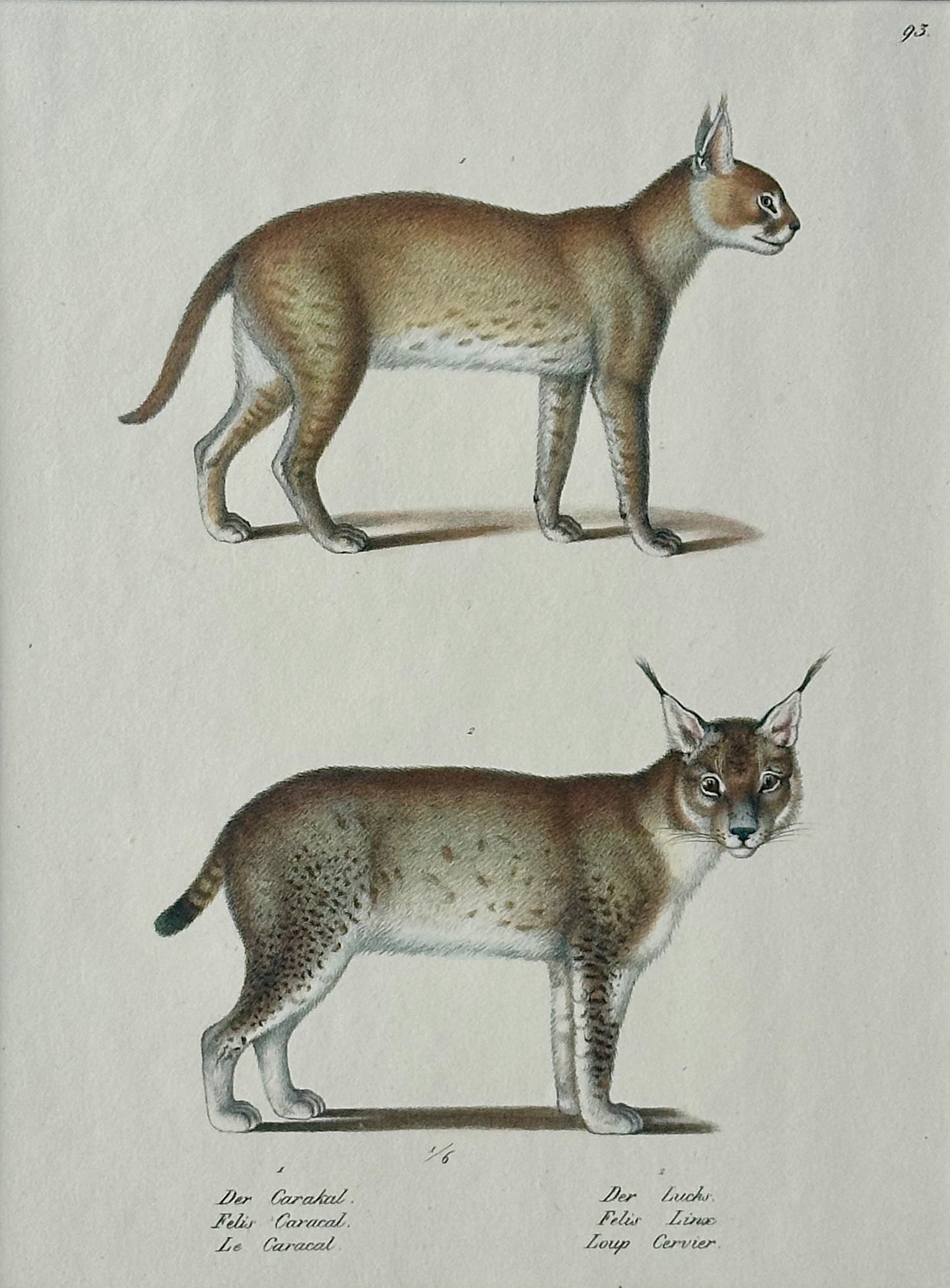 Lynx & Caracal Cats Original Hand Colored Lithograph by Schinz, 1824