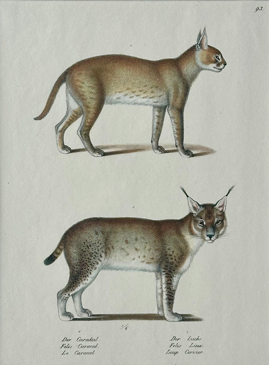 Lynx & Caracal Cats Original Hand Colored Lithograph by Schinz, 1824