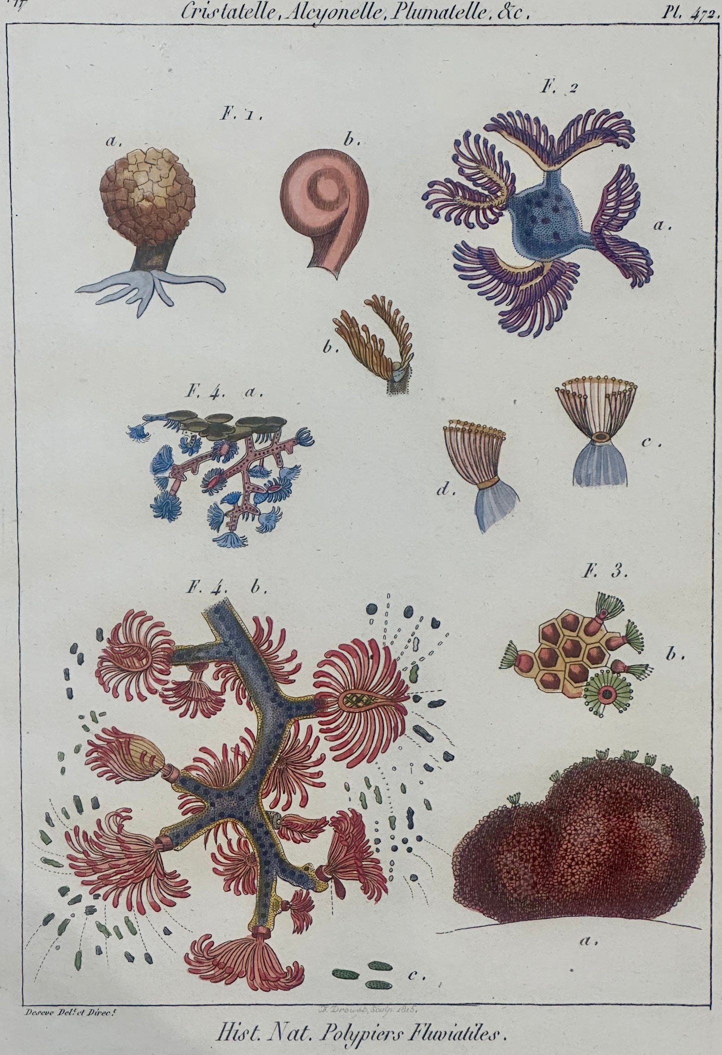 Ocean Coral by Diderot, 1763