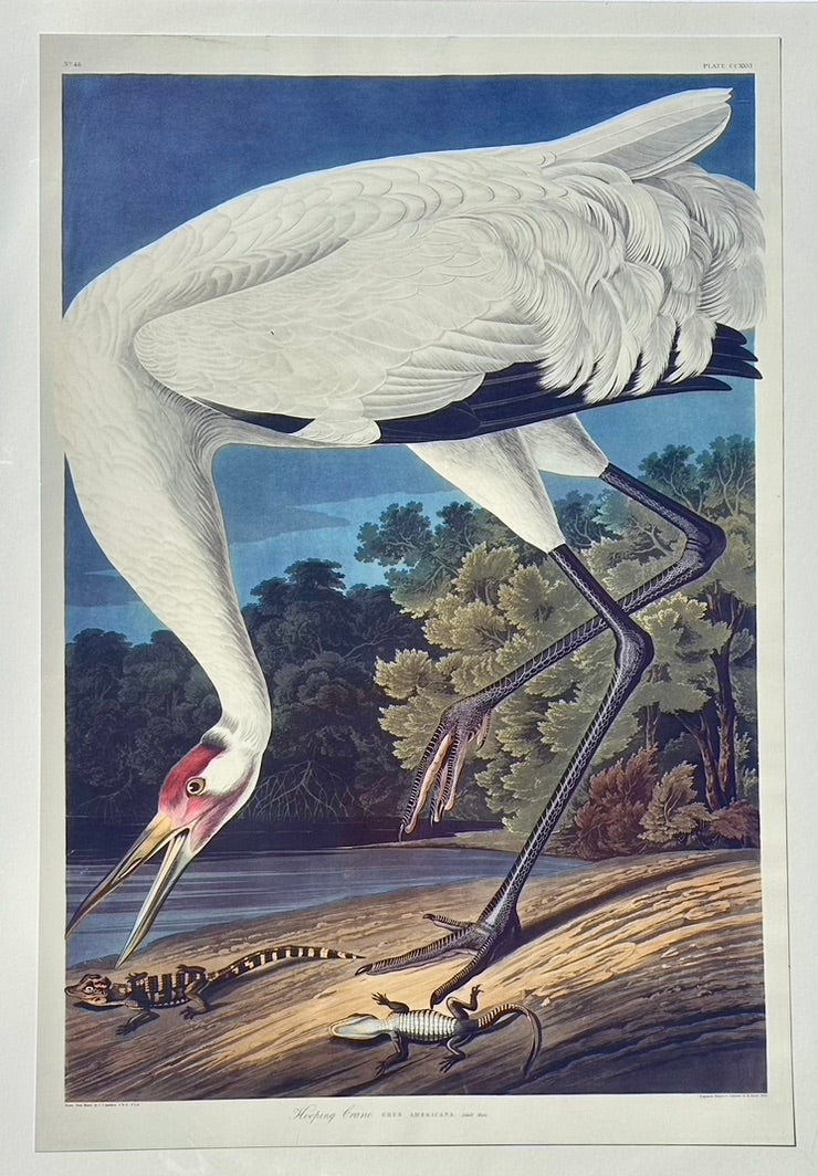 Audubon Hooping Crane Lithograph