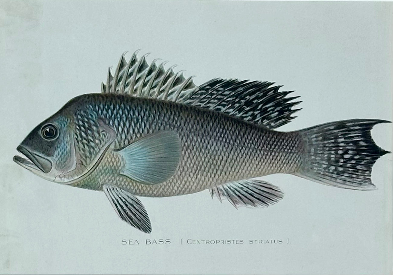 Sea Bass framed by Denton, 1901