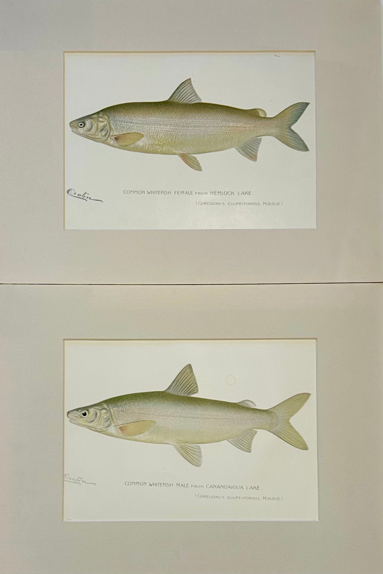 Whitefish Male & Female Pair, 1903