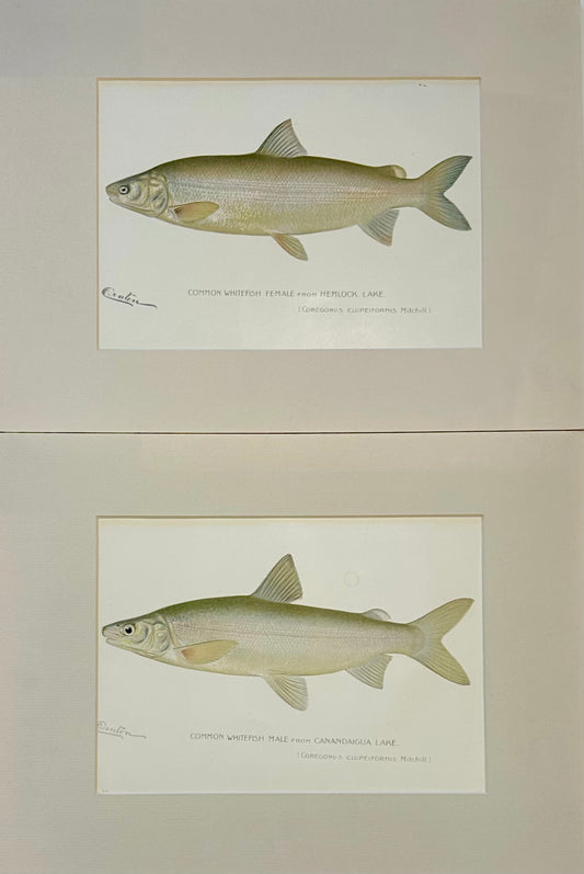 Whitefish Male & Female Pair, 1903