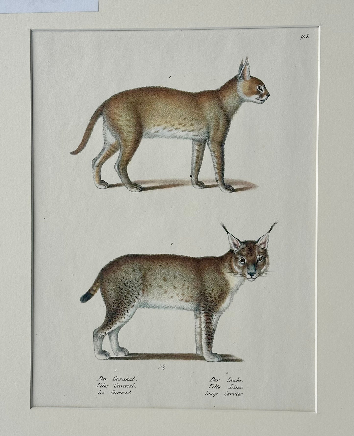 Lynx & Caracal Cats Original Hand Colored Lithograph by Schinz, 1824