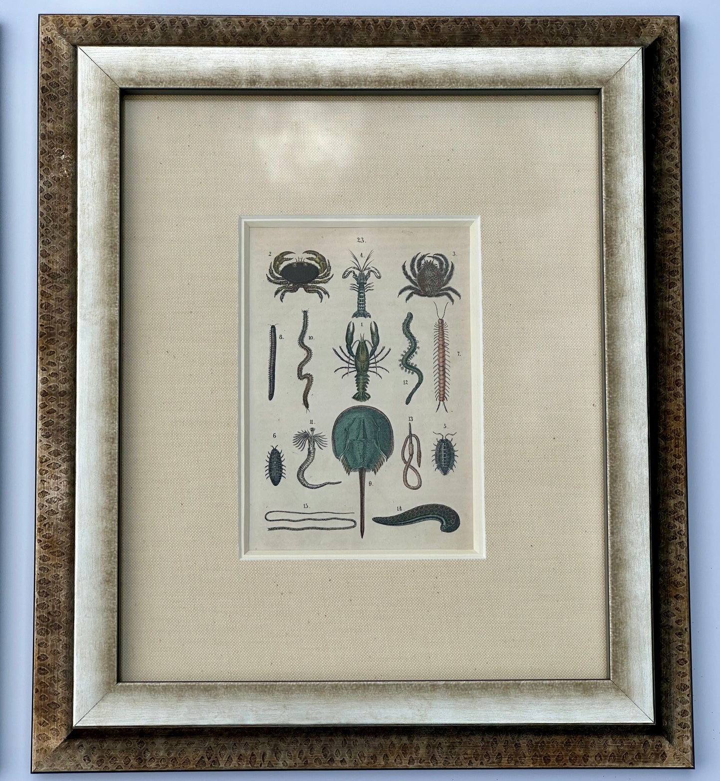 Shell & Crab prints, framed