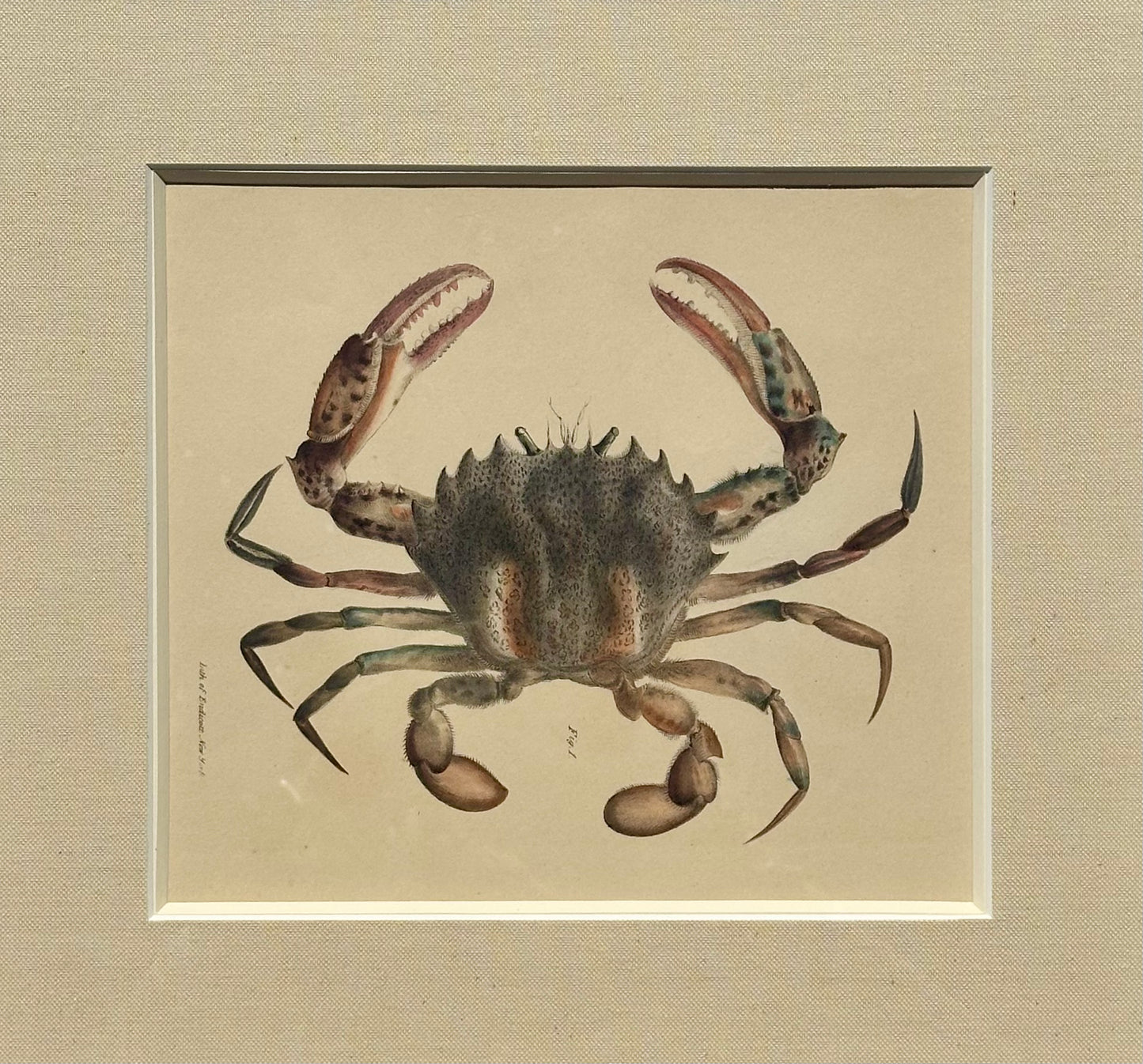 Crab by Endicott, 1840 (framed)