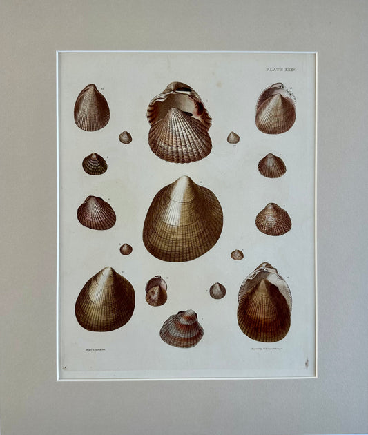 Heart Cockle Shells by Captain Brown, 1845