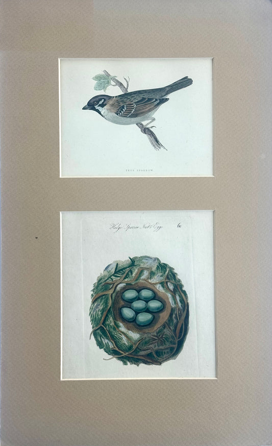 Tree Sparrow Nest & Egg, Original engraving, c. 1880