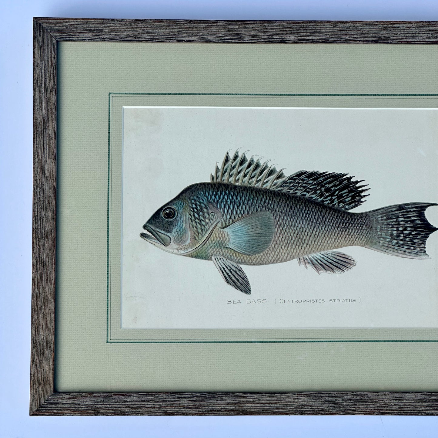 Sea Bass framed by Denton, 1901