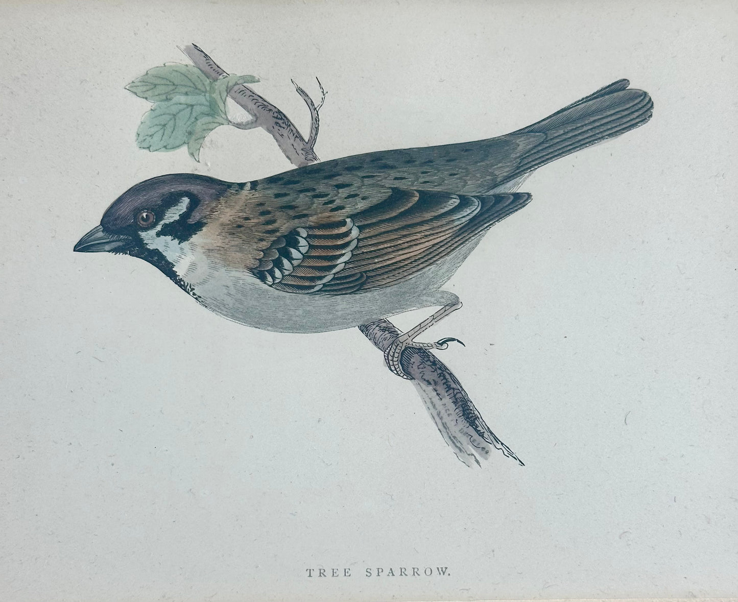 Tree Sparrow Nest & Egg, Original engraving, c. 1880