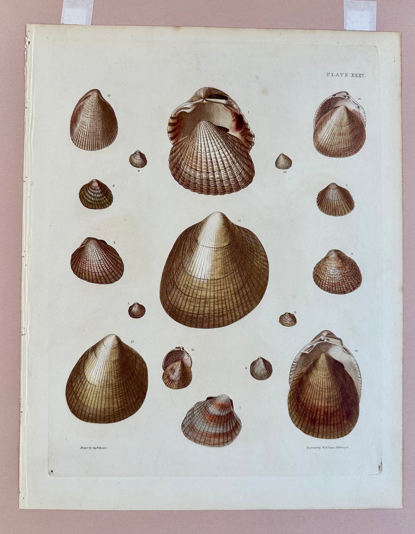 Heart Cockle Shells by Captain Brown, 1845