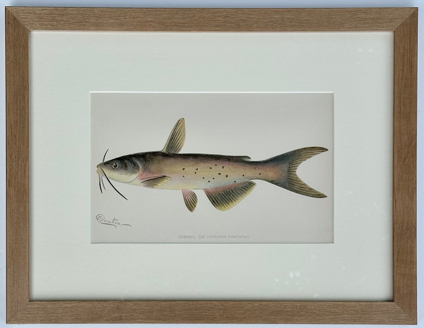 Channel Catfish by Denton, Framed