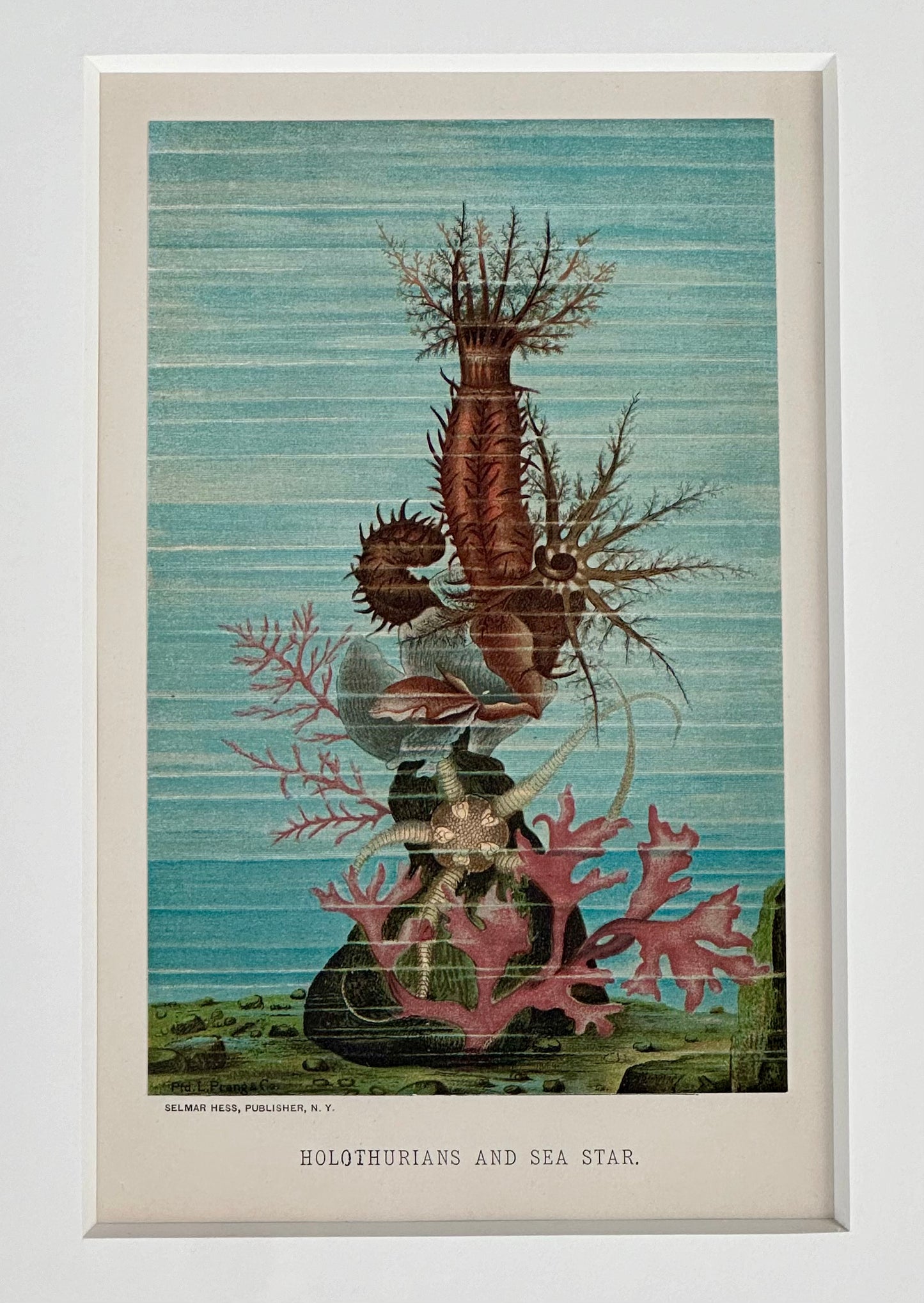 Sea Cucumber & Coral Print, framed