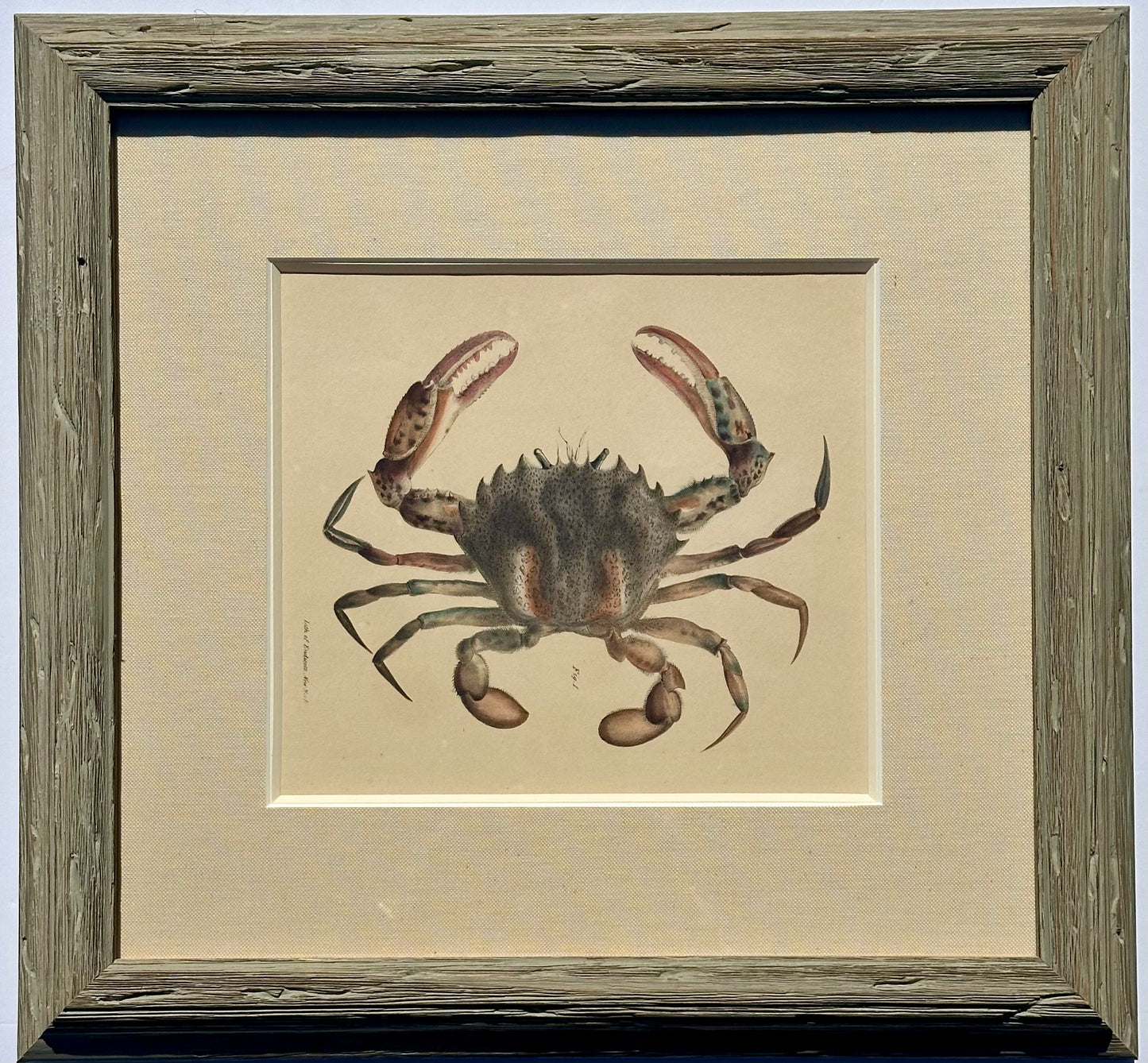 Crab by Endicott, 1840 (framed)