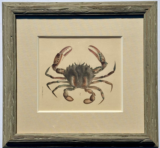 Crab by Endicott, 1840 (framed)