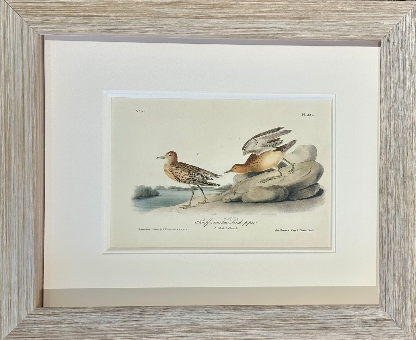 Audubon Buff-Breasted & Purple Sandpipers, Original engravings, Framed S/2