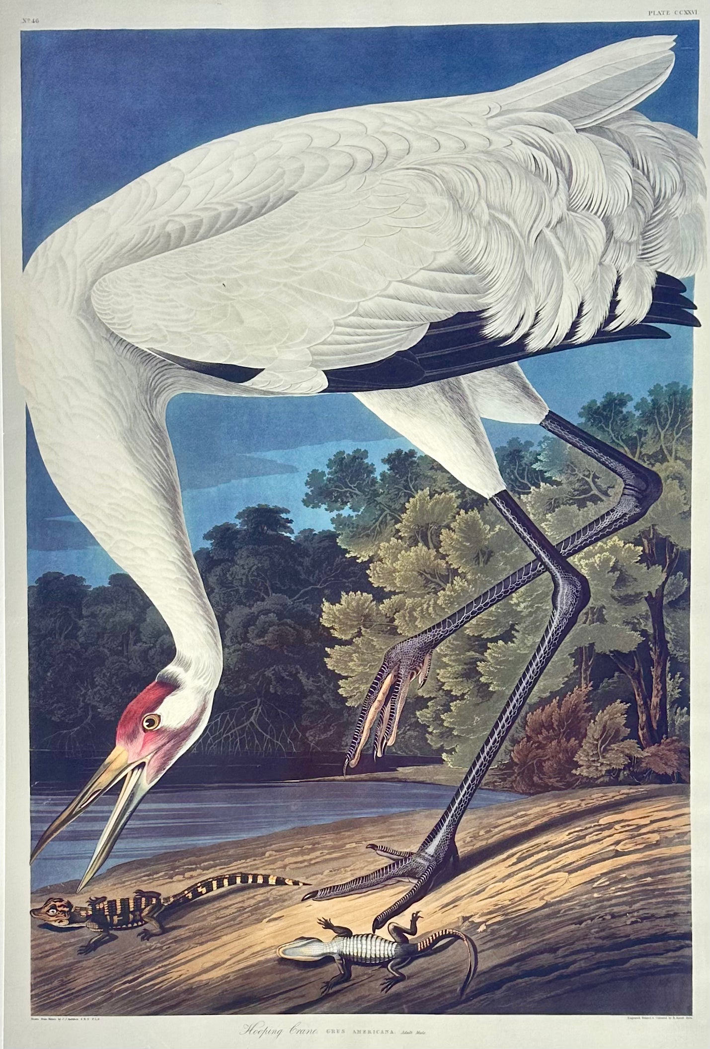 Audubon Hooping Crane Lithograph