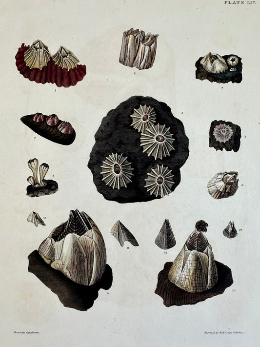 Limpet Shells by Captain Brown, 1845