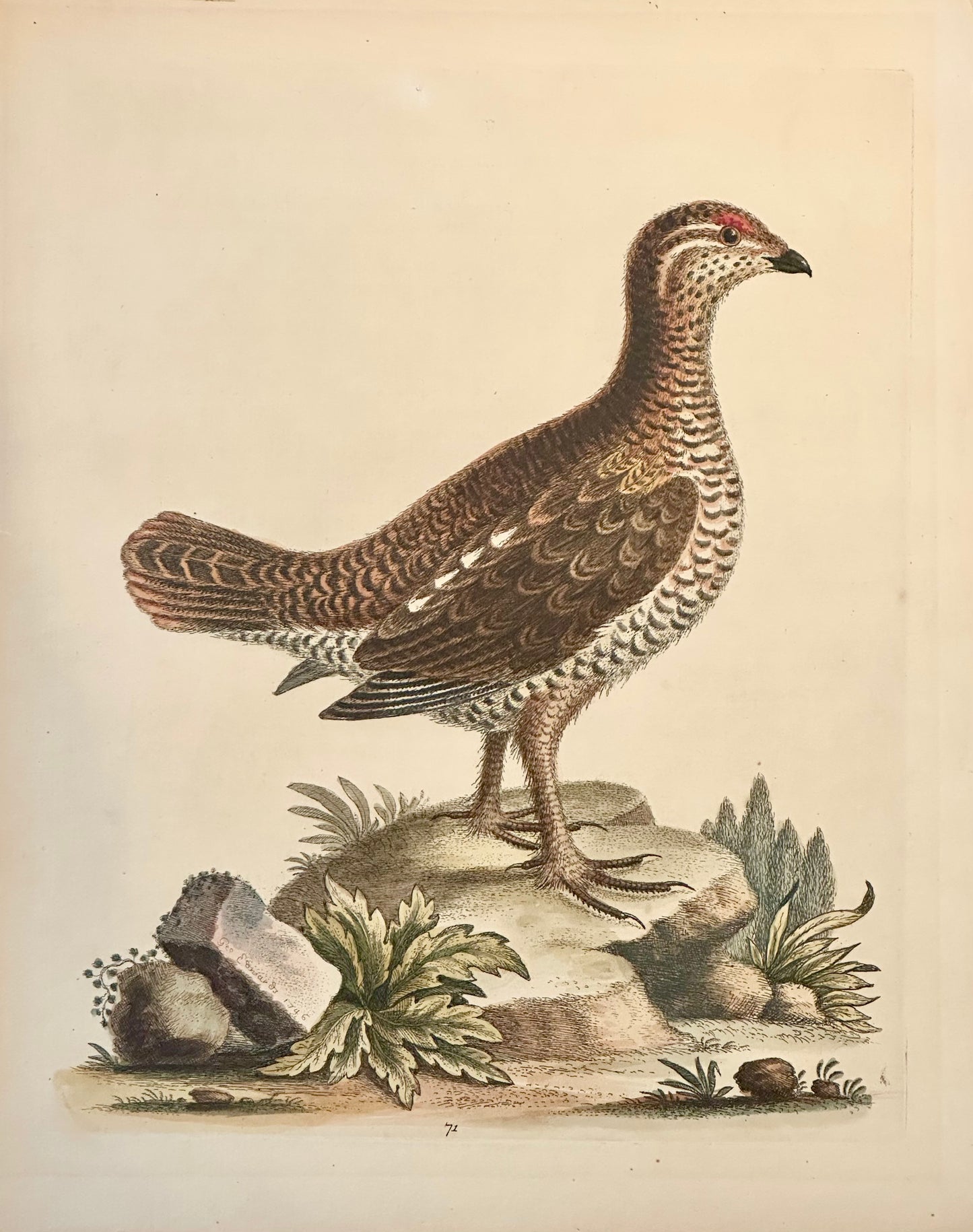 Brown spotted Heathcock by George Edwards, 1740