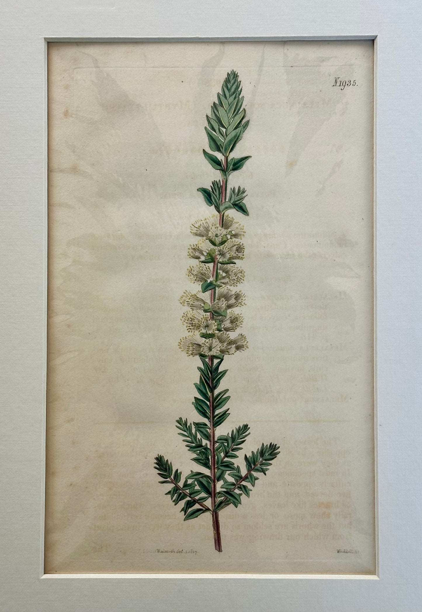 Curtis Melaleuca Botanical Engraving, 1817