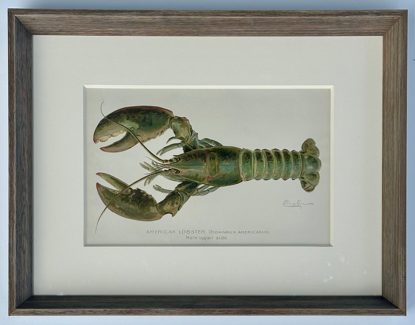 Lobster Original Chromolithograph by Denton, 1908, Framed