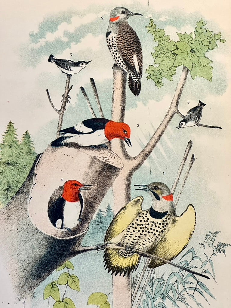 Woodpeckers by Studer, 1878