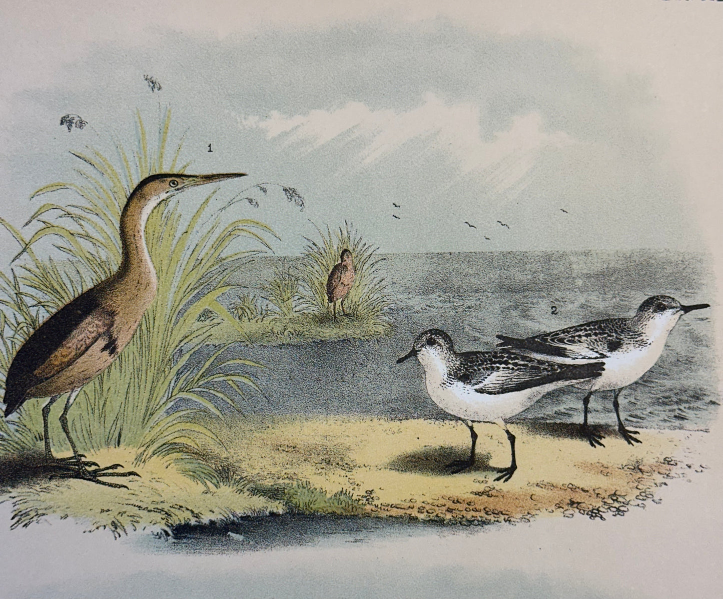 Bittern & Plover by Studer, 1878