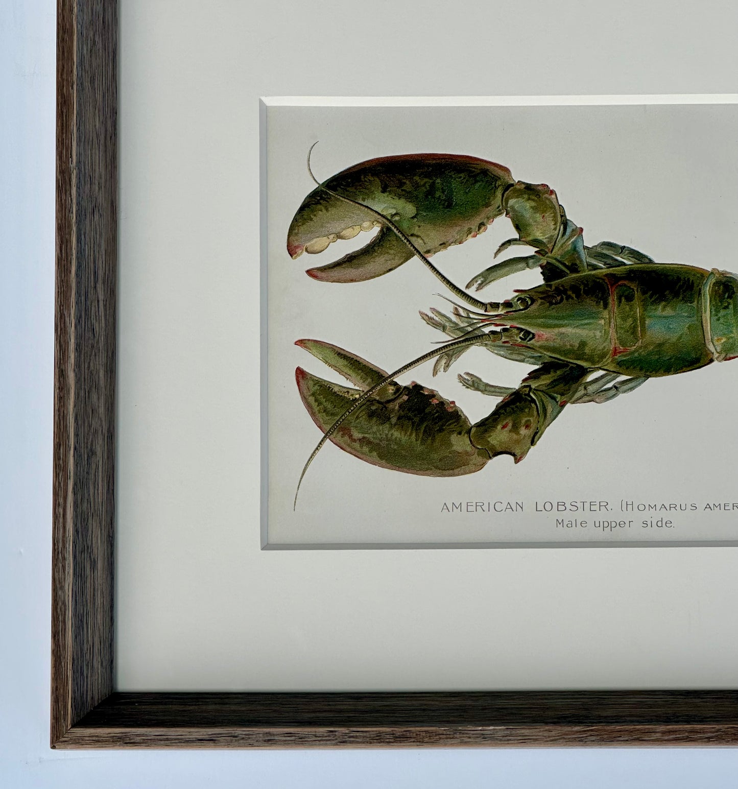 Lobster Original Chromolithograph by Denton, 1908, Framed