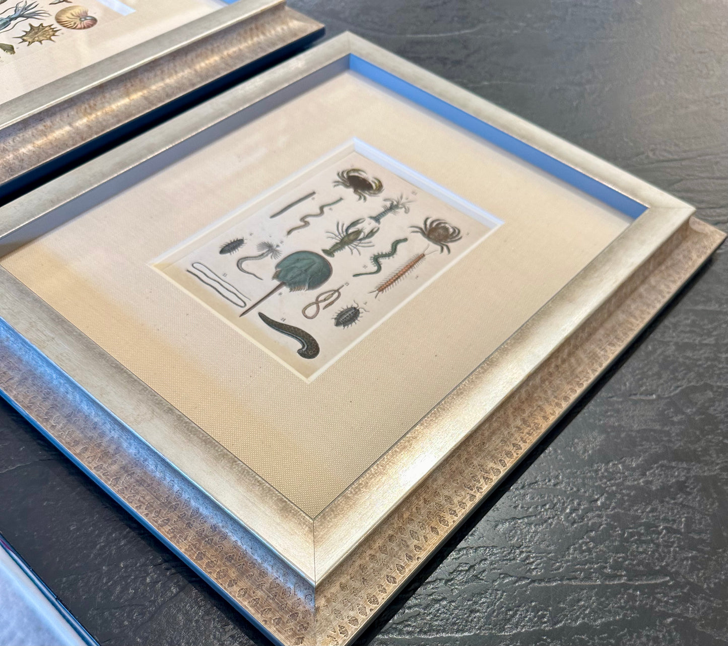 Shell & Crab prints, framed