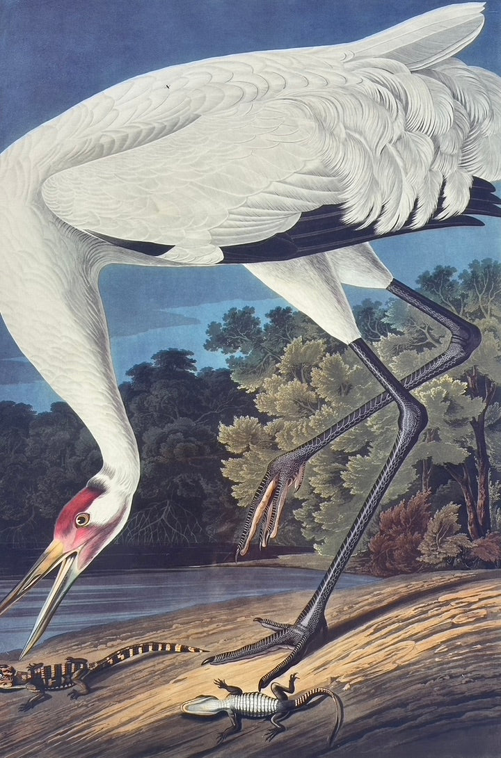 Audubon Hooping Crane Lithograph