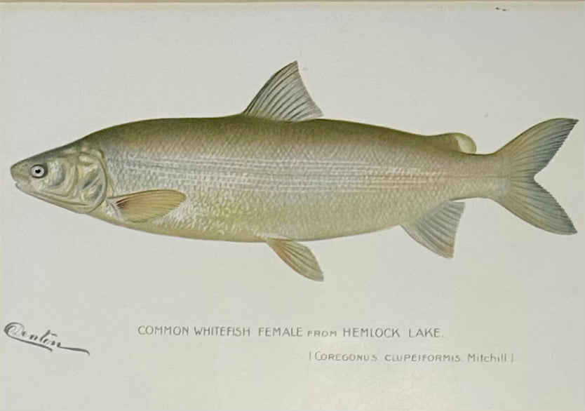 Whitefish Male & Female Pair, 1903