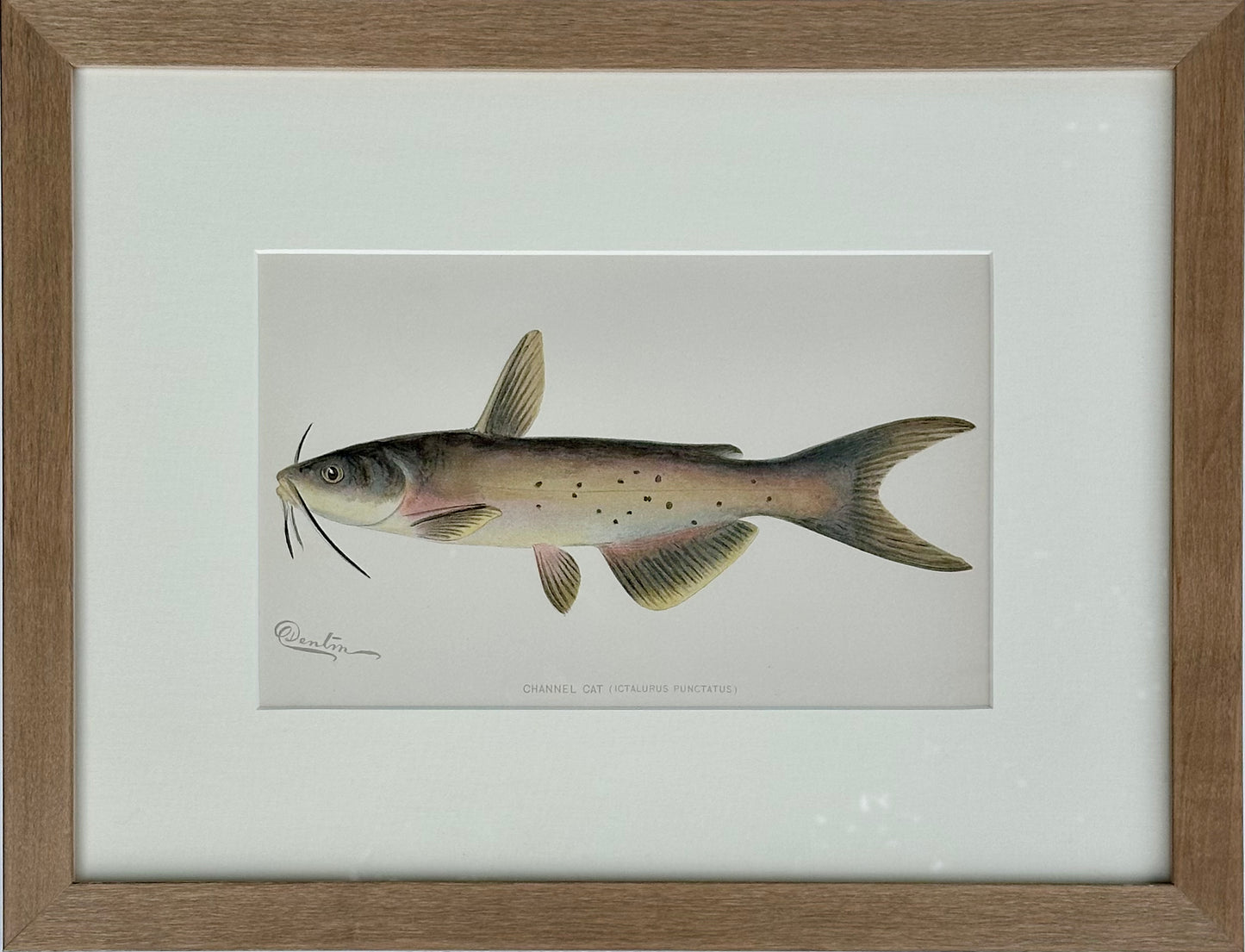 Channel Catfish by Denton, Framed