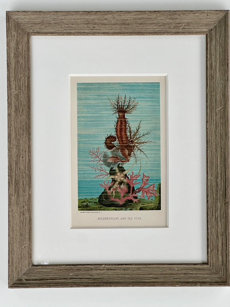 Sea Cucumber & Coral Print, framed