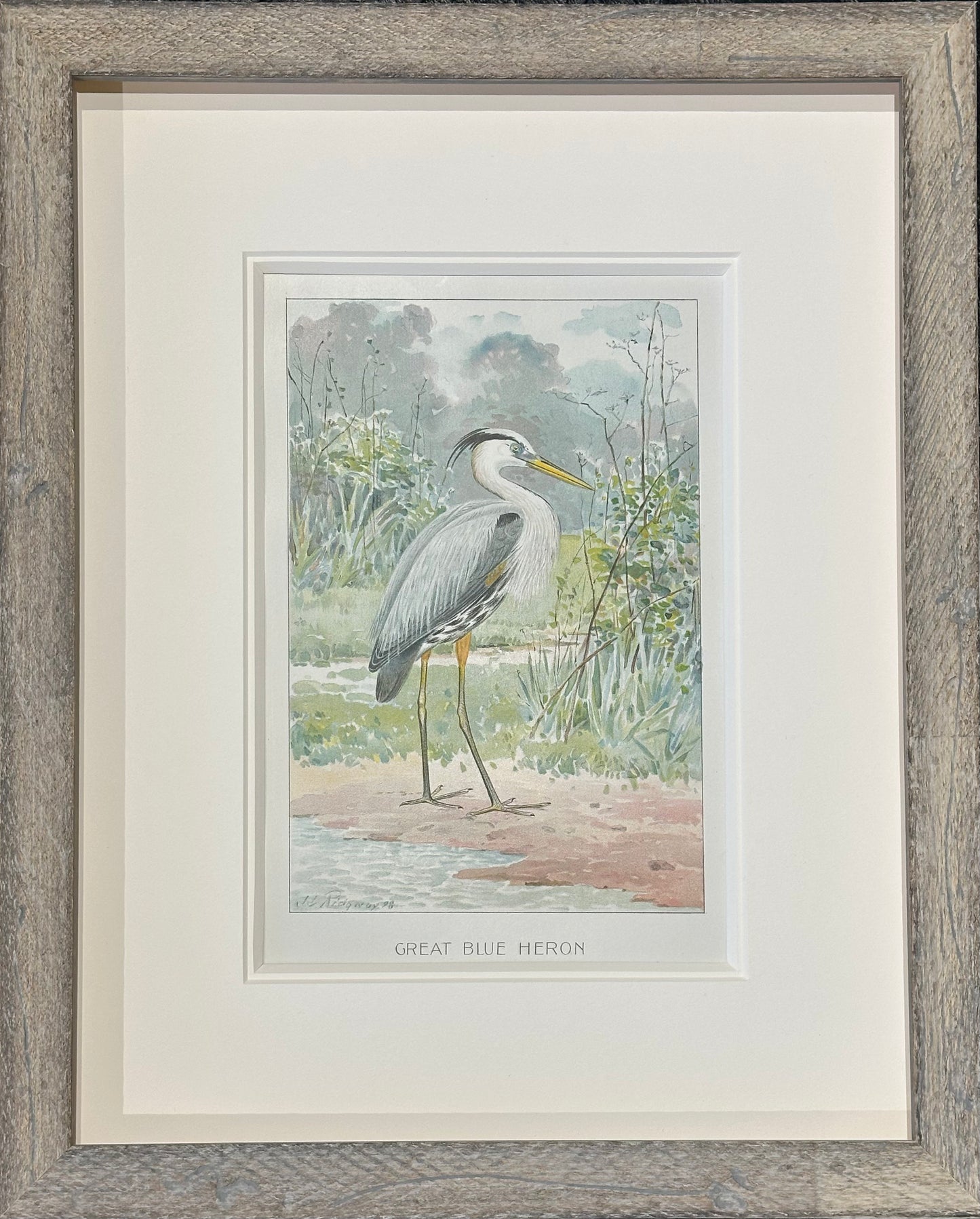 Heron by Ridgeway, 1890