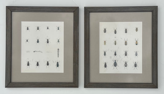 Set of 2 Insect original prints, 1852, framed