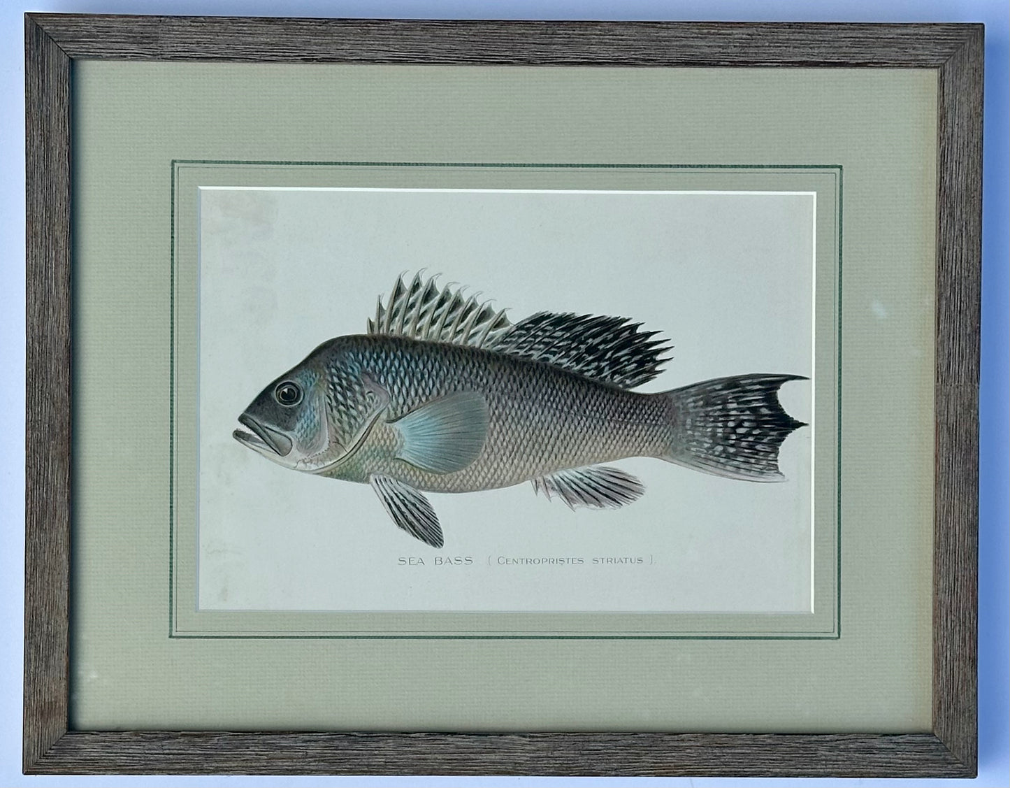 Sea Bass framed by Denton, 1901