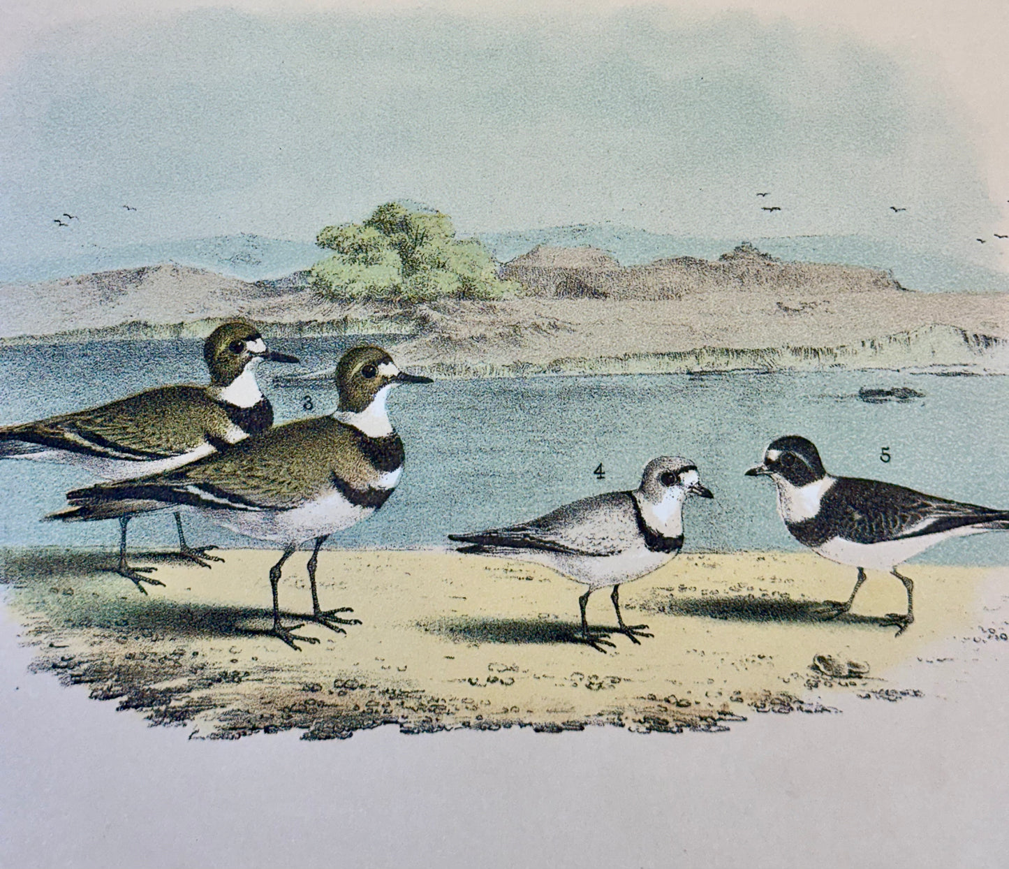 Bittern & Plover by Studer, 1878