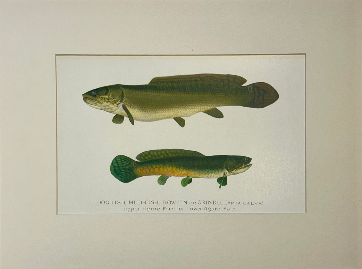 Dogfish Male & Female by Denton, Circa 1903