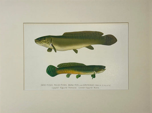 Dogfish Male & Female by Denton, Circa 1903