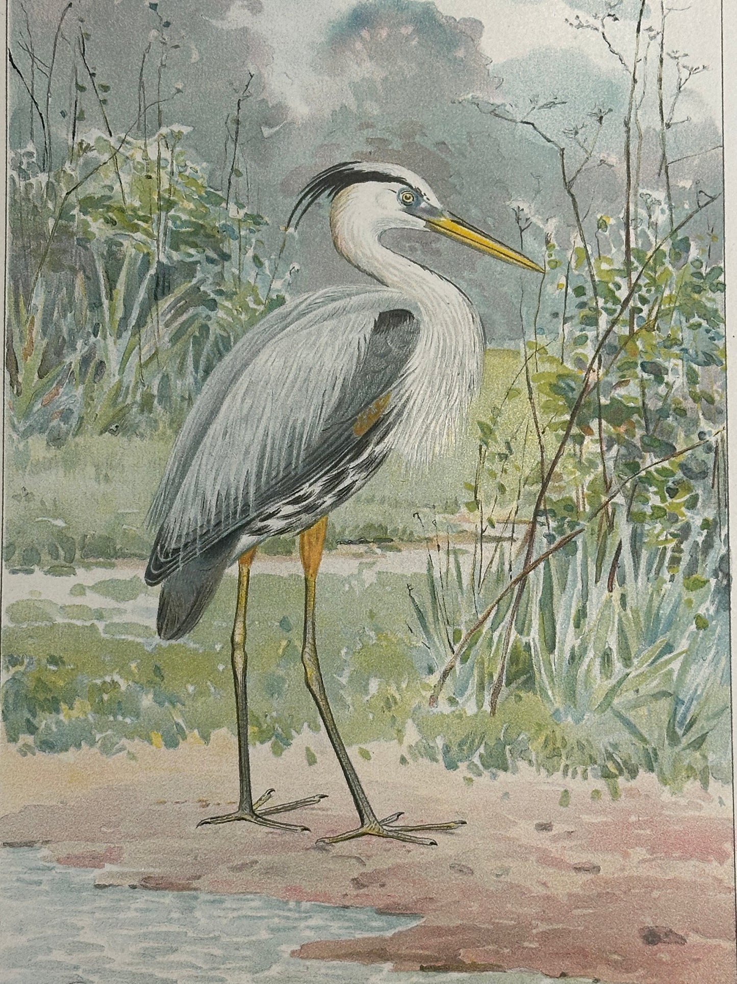 Heron by Ridgeway, 1890