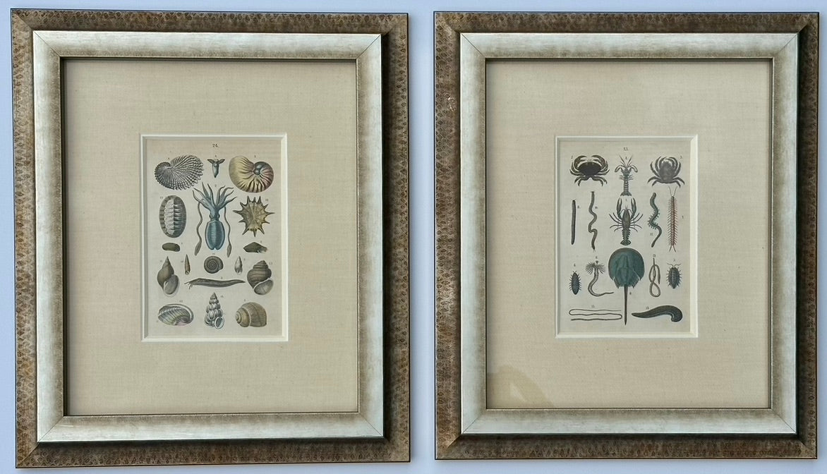 Shell & Crab prints, framed