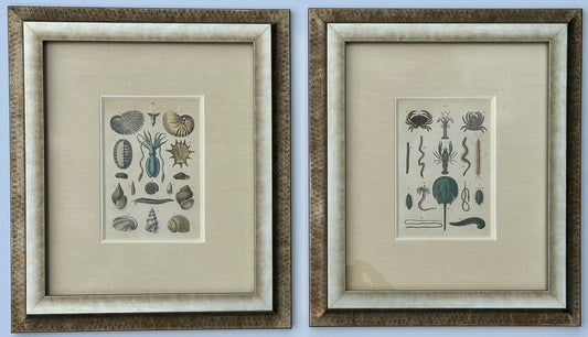 Shell & Crab prints, framed