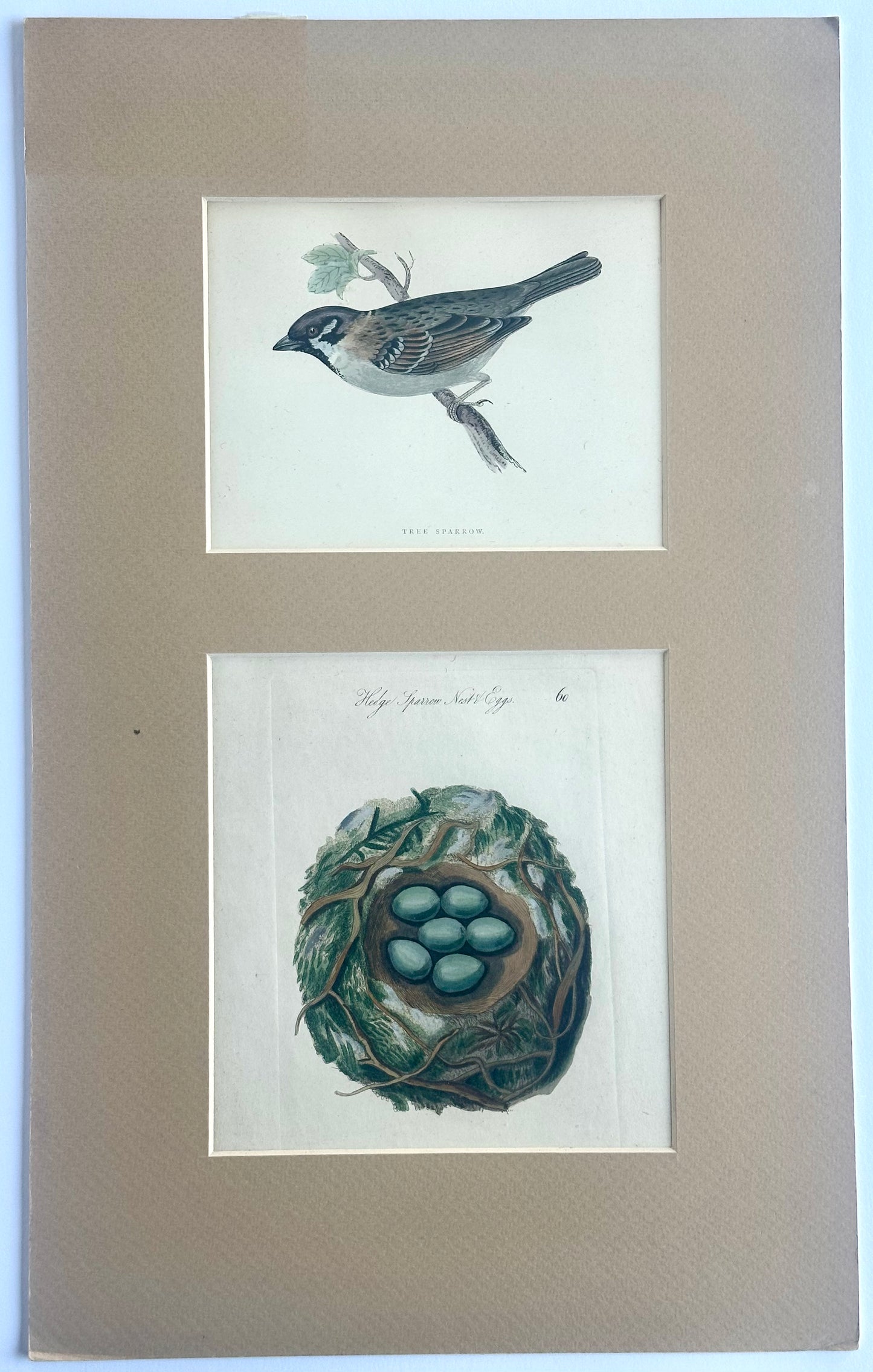 Tree Sparrow Nest & Egg, Original engraving, c. 1880