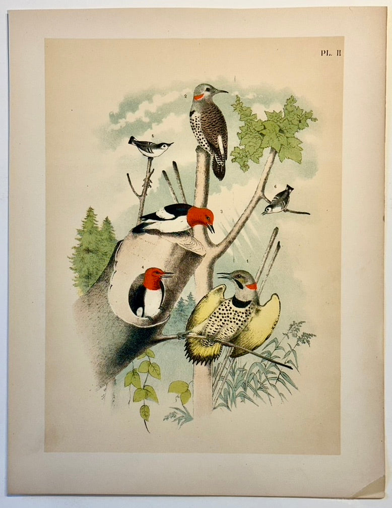 Woodpeckers by Studer, 1878