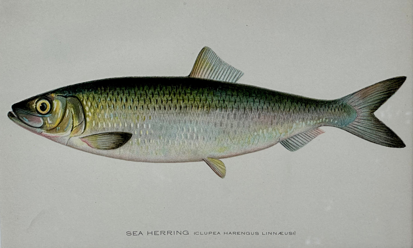 Sea Herring by Denton, Framed