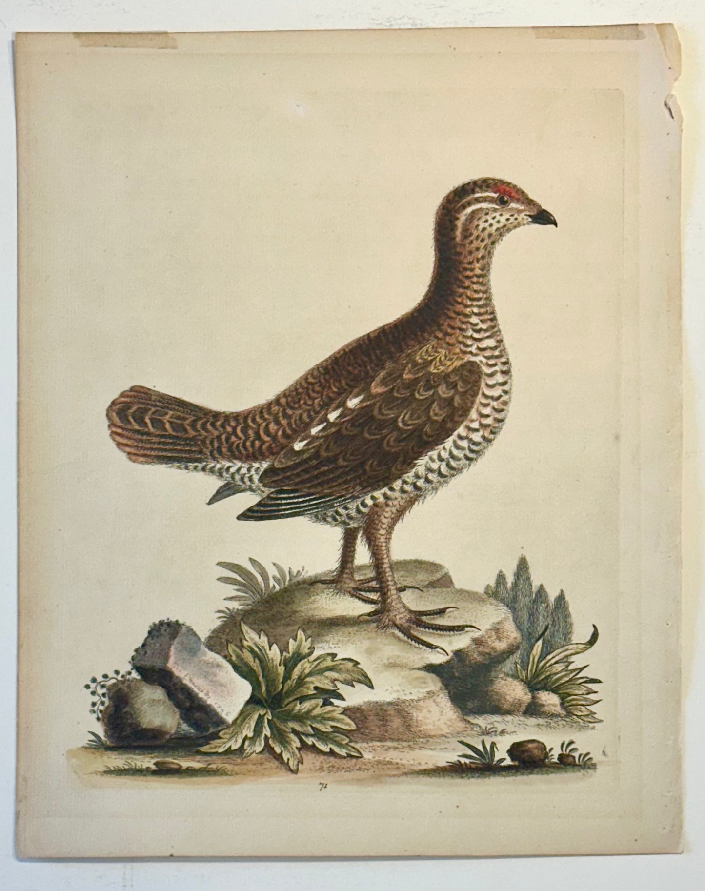 Brown spotted Heathcock by George Edwards, 1740