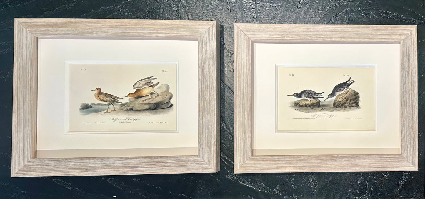 Audubon Buff-Breasted & Purple Sandpipers, Original engravings, Framed S/2