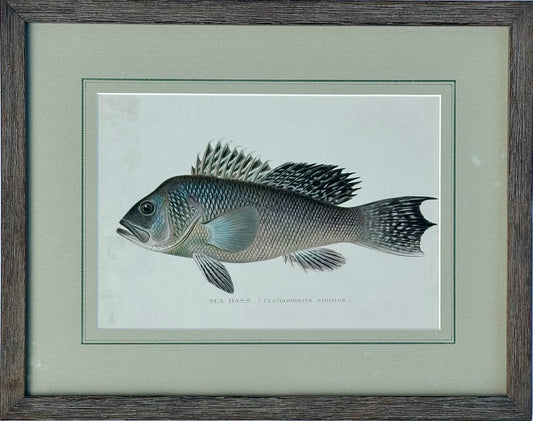 Sea Bass framed by Denton, 1901