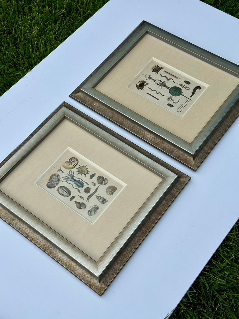 Shell & Crab prints, framed