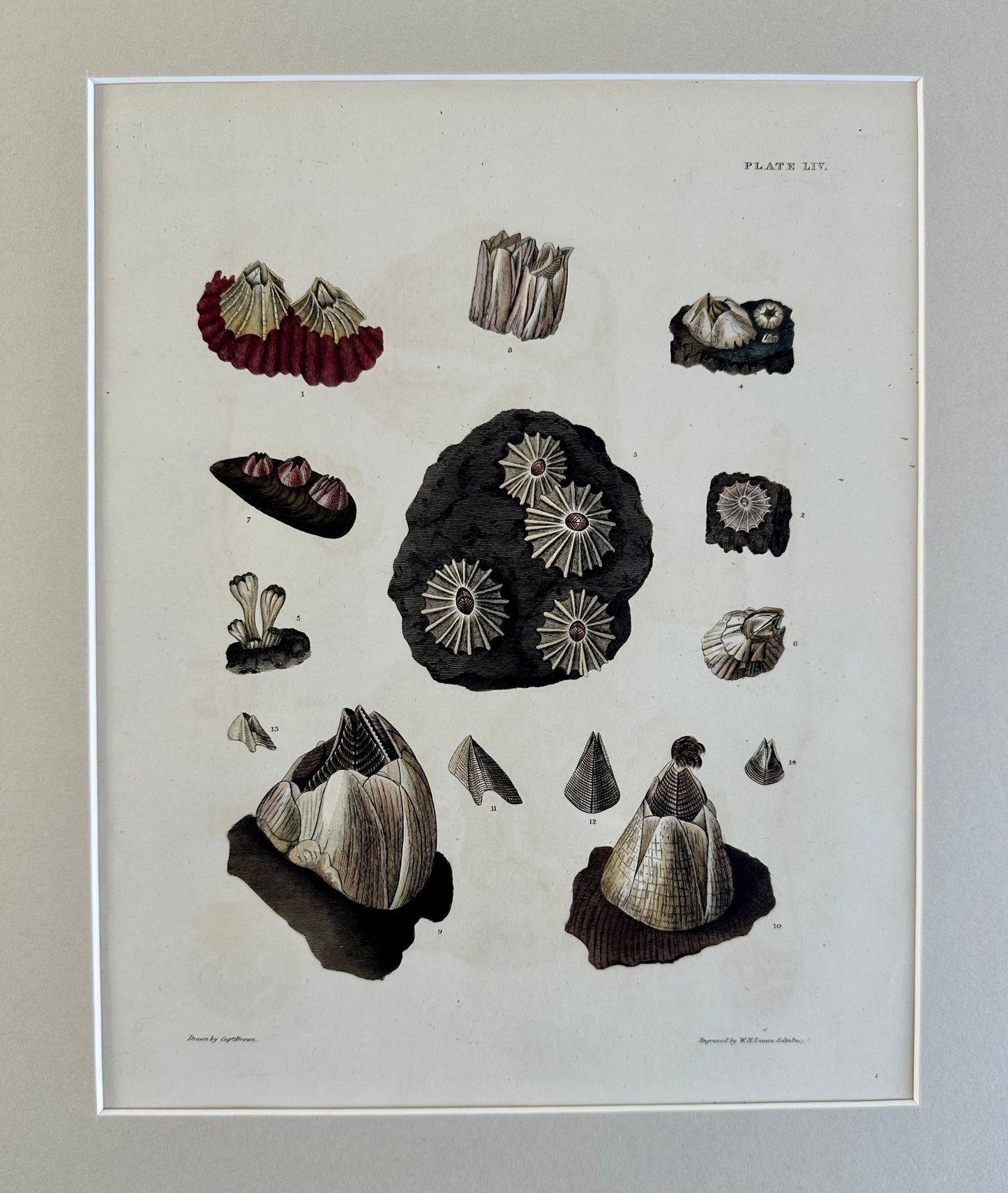 Limpet Shells by Captain Brown, 1845